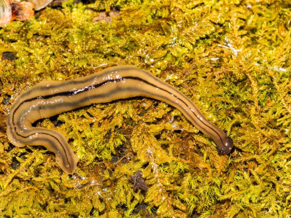 planária féreg mohán