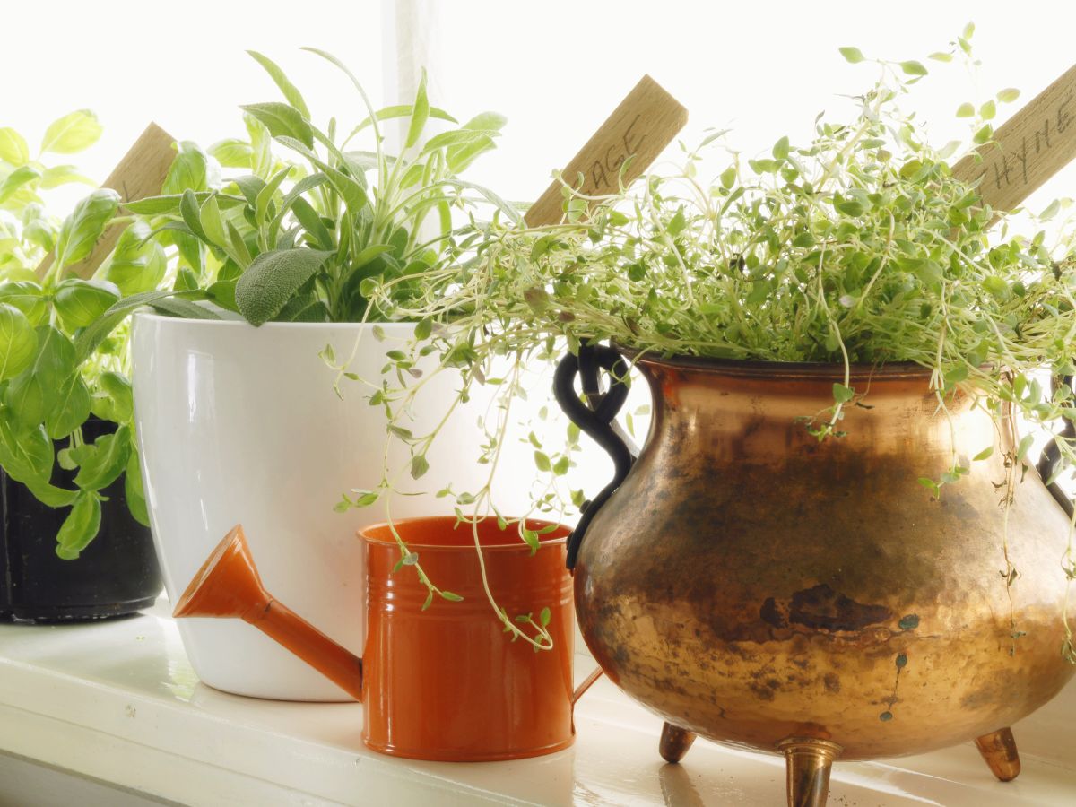fűszernövények fekete, fehér cserépban és bronz üst alakú edényben egy fehér ablak párkányon középen kis narancssárga locsoló kanna