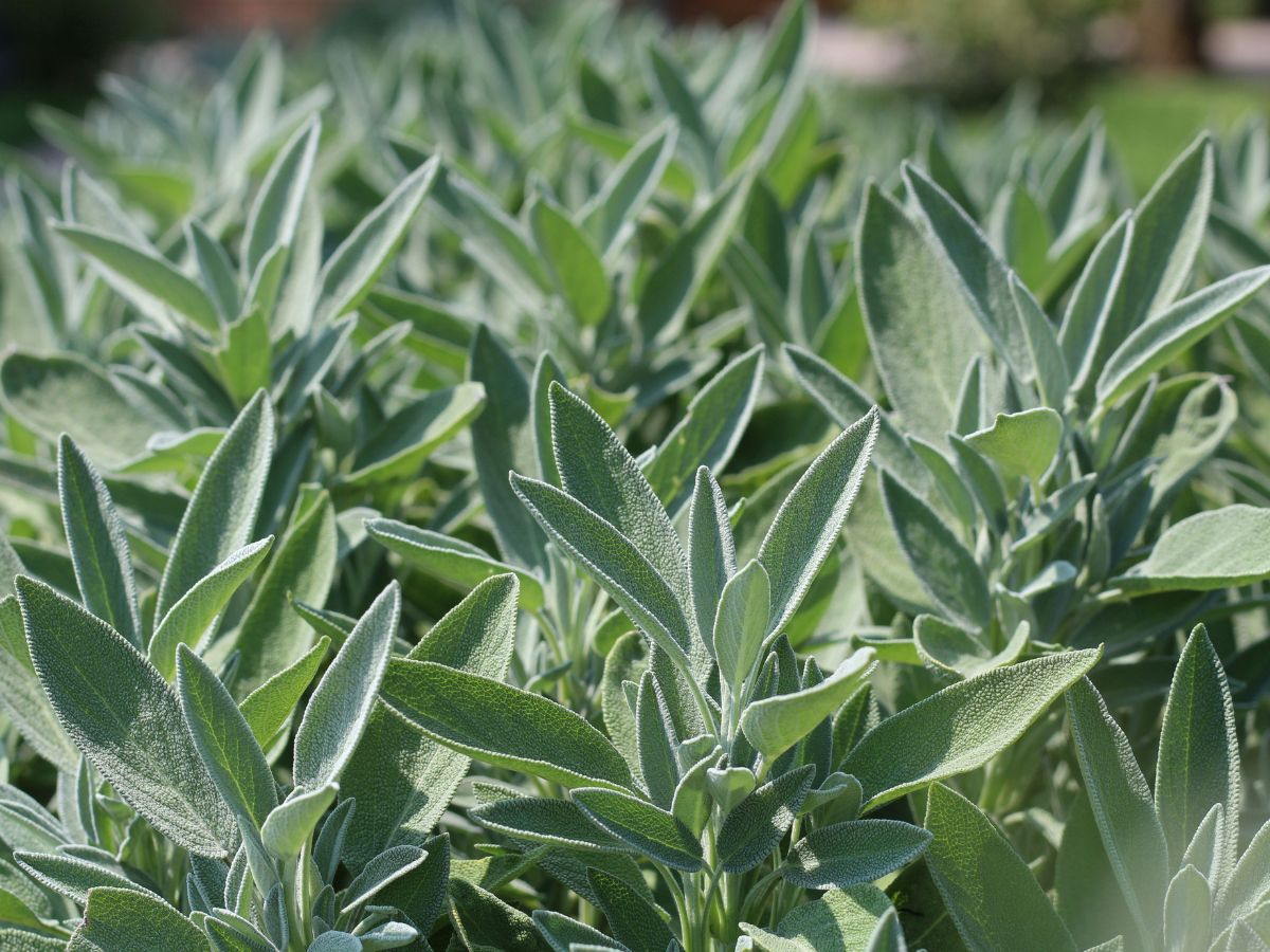 csigariaszto-novenyek-kert - Nők Lapja zsálya