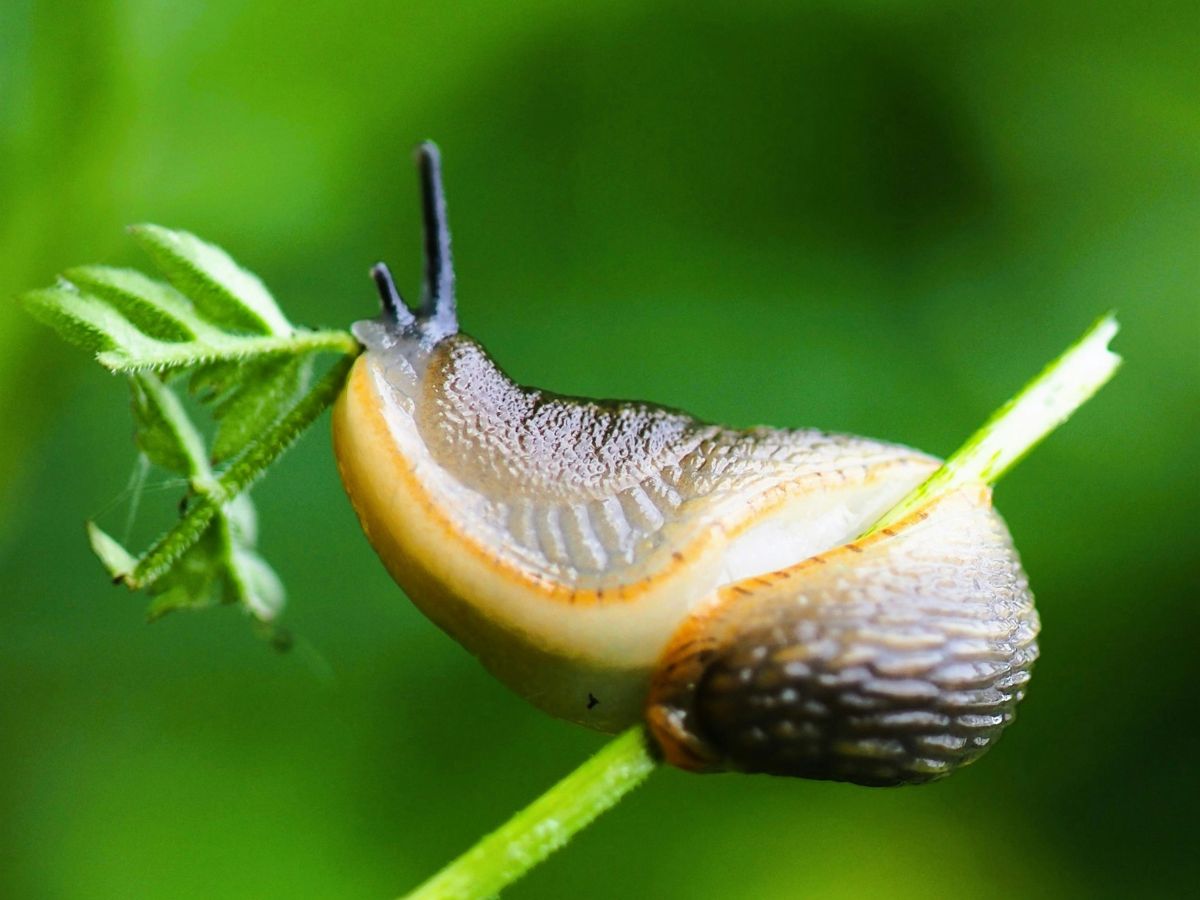 meztelencsiga falatozik