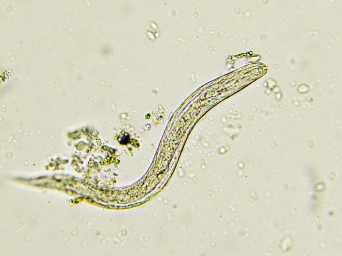 cérnagiliszta mikroszkóp alatt