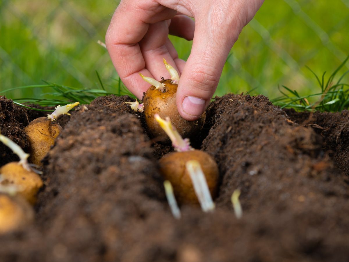 vetőburgonya ültetése