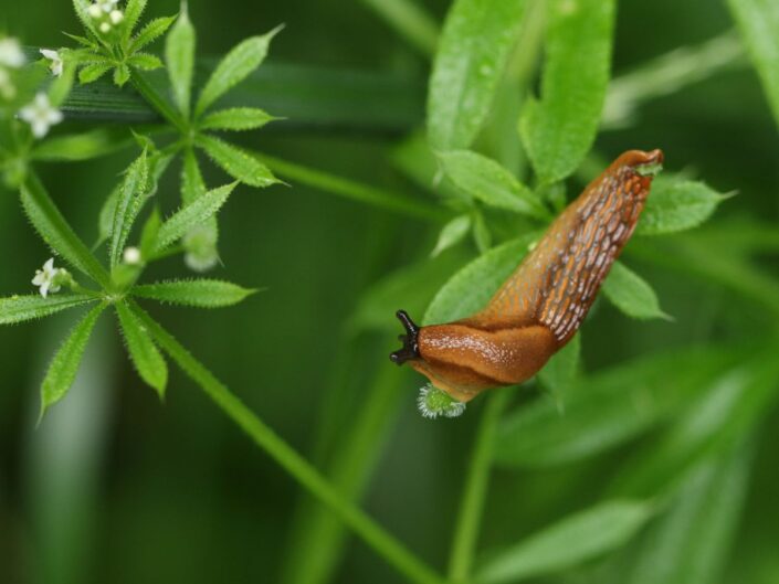 meztelencsiga a kertben
