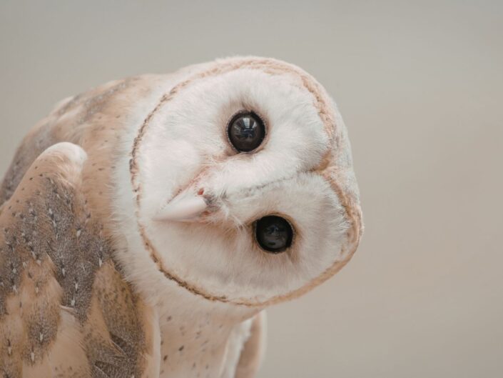 Egy bagoly közelről, fejét oldalra billentve néz a kamerába. Nagy, sötét szemei és világos tollazata jól látható, a háttér semleges.