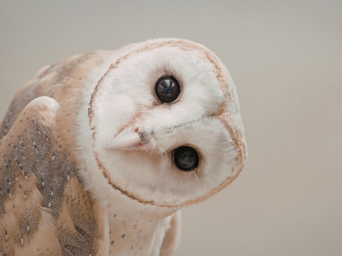 Egy bagoly közelről, fejét oldalra billentve néz a kamerába. Nagy, sötét szemei és világos tollazata jól látható, a háttér semleges.