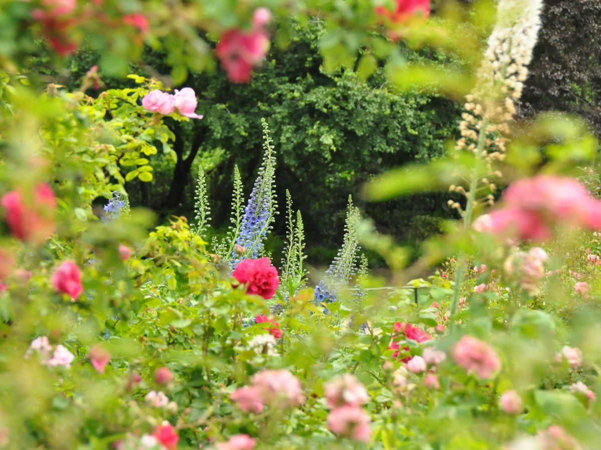 színpompás tavaszi kert