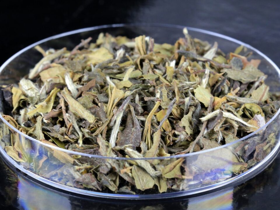 a fehér tea szárított levelei és rügyei