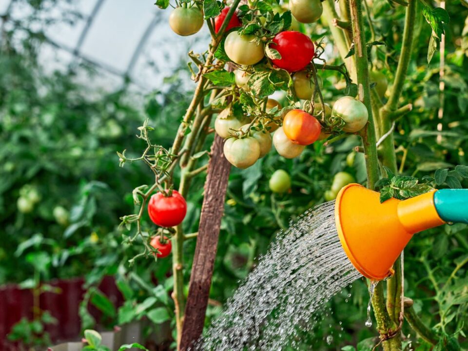 Locsolókannából víz folyik a paradicsomnövény tövéhez, a száron érett és zöld termések vegyesen láthatók, kertben, természetes fényben.