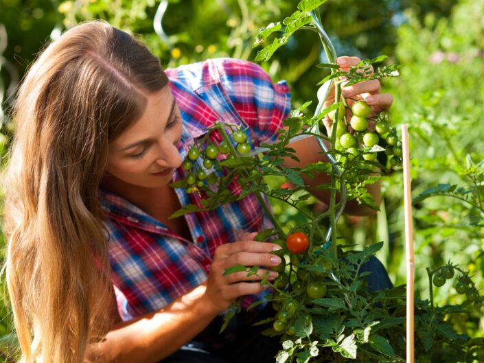Fiatal nő a kertben karózott paradicsomnövényt gondoz, fürtökben lógó zöld és piros paradicsomokat vizsgál közelről, napfényes, zöld környezetben.