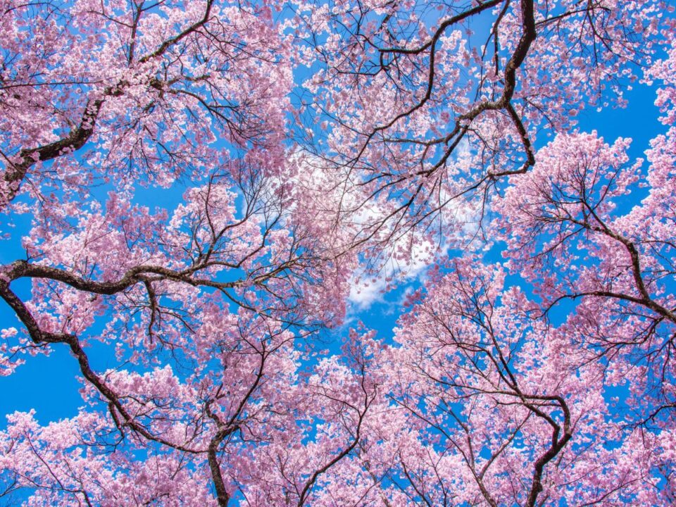 virágzó tavaszi fák rózsaszín virágokkal