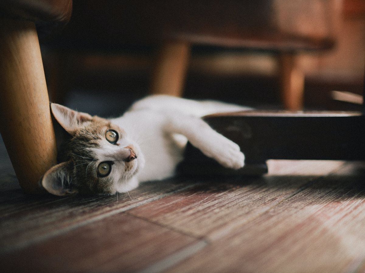 Egy világos szőrű macska fekszik egy fa parkettán egy szék alatt, nyugodtan, oldalra fordított fejjel, puha fényben.