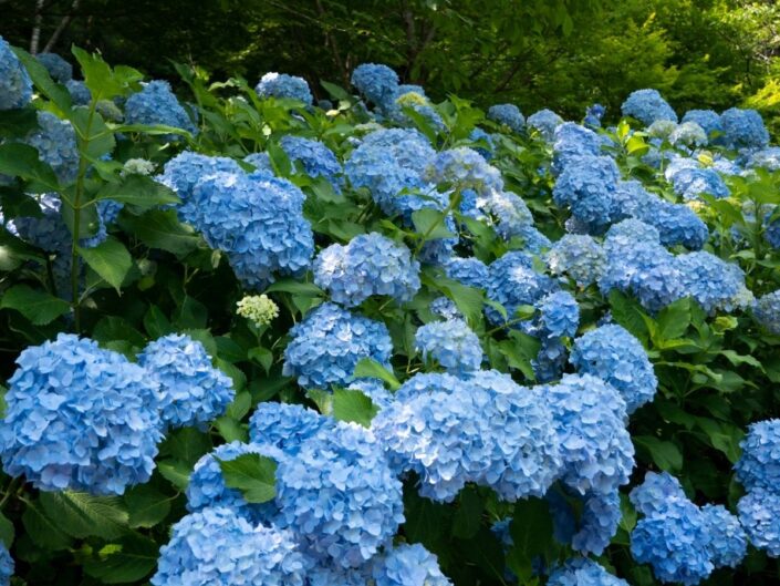 kék hortenziák