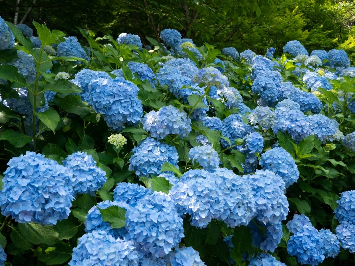 kék hortenziák
