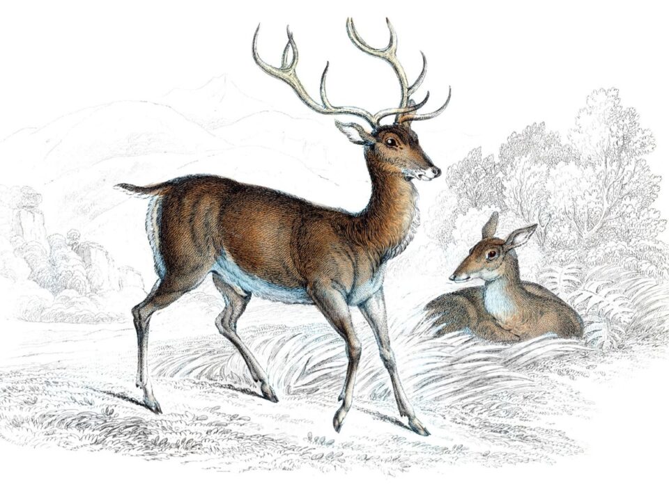 szarvas illusztráció