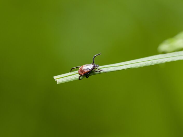 kullancs egy fűszálon