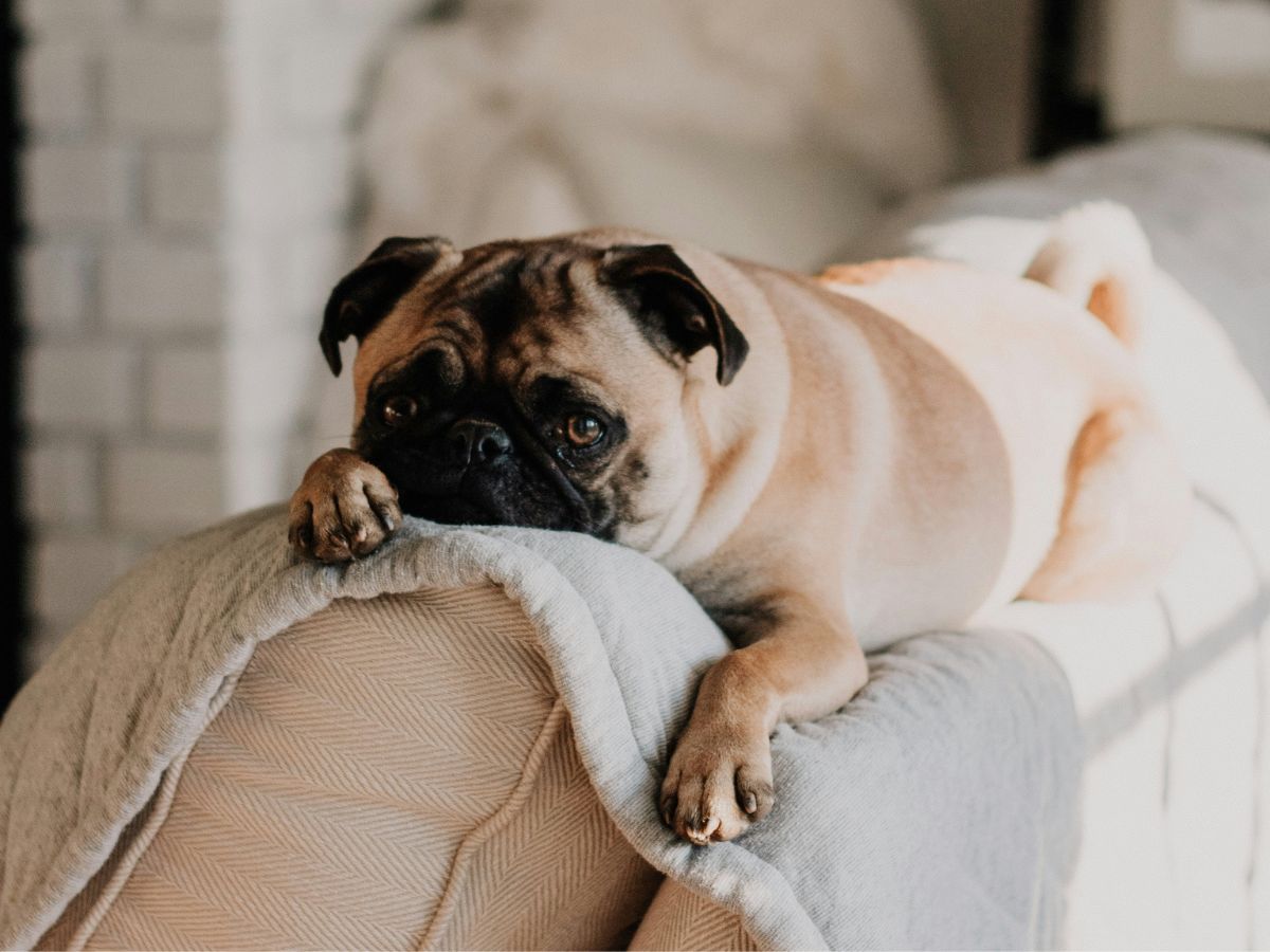 Mopsz kanapé támláján fekszik elnyúlva