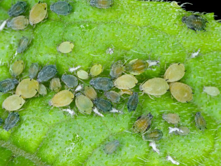 Zöld növény levelén sűrűn csoportosuló levéltetvek láthatók közelről, különböző színű apró rovarok szívják a nedveket, a levél felülete enyhén sérült.