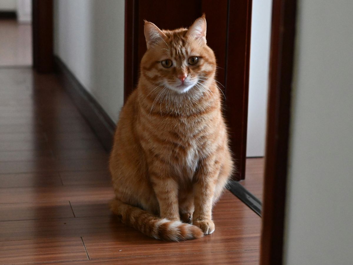 Vörös színű macska egyedül ül otthon az ajtóban
