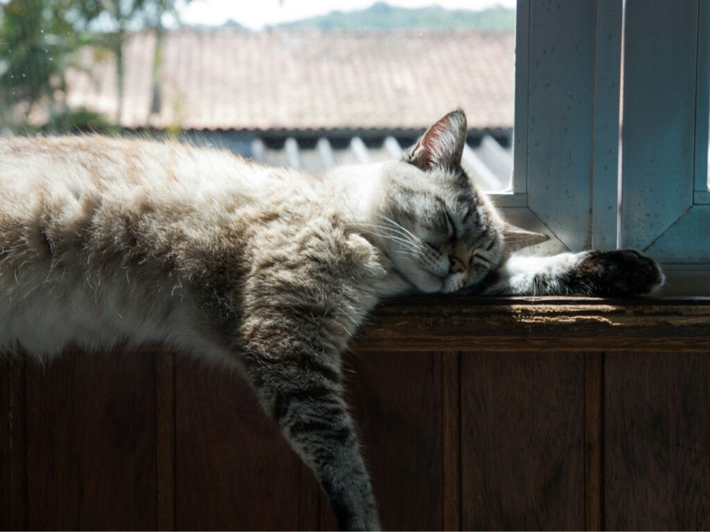 Macska alszik az ablakban a kanapé támláján közeli képen