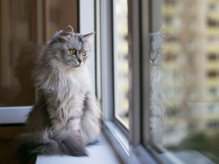 perzsamacsak az ablakban néz kifelé