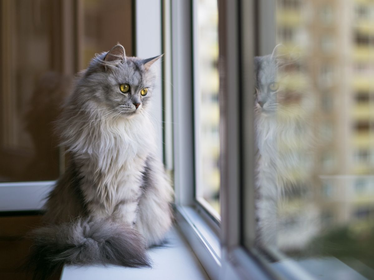 perzsamacsak az ablakban néz kifelé