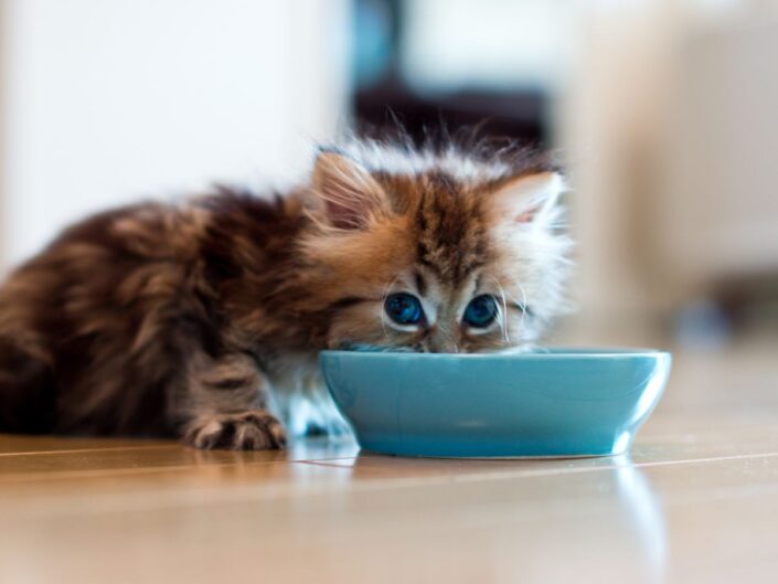 kicsi kölyökmacska eszik egy tálból