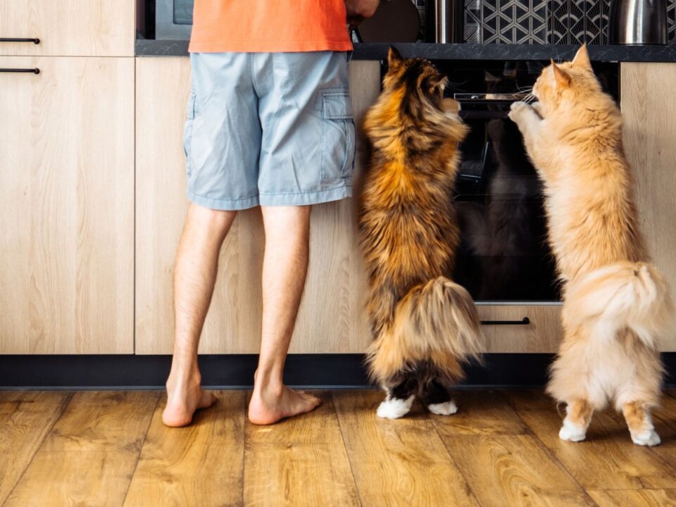 két macska felkapaszkodik a konyhapultra