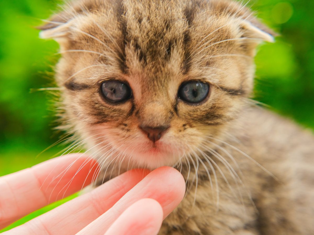 Egy apró cica arcát simogatja egy kéz az áll alatt. A cica szeme félig nyitott, nyugodtnak tűnik, miközben a háttér élénk zöld, természetközeli hangulatot ad.