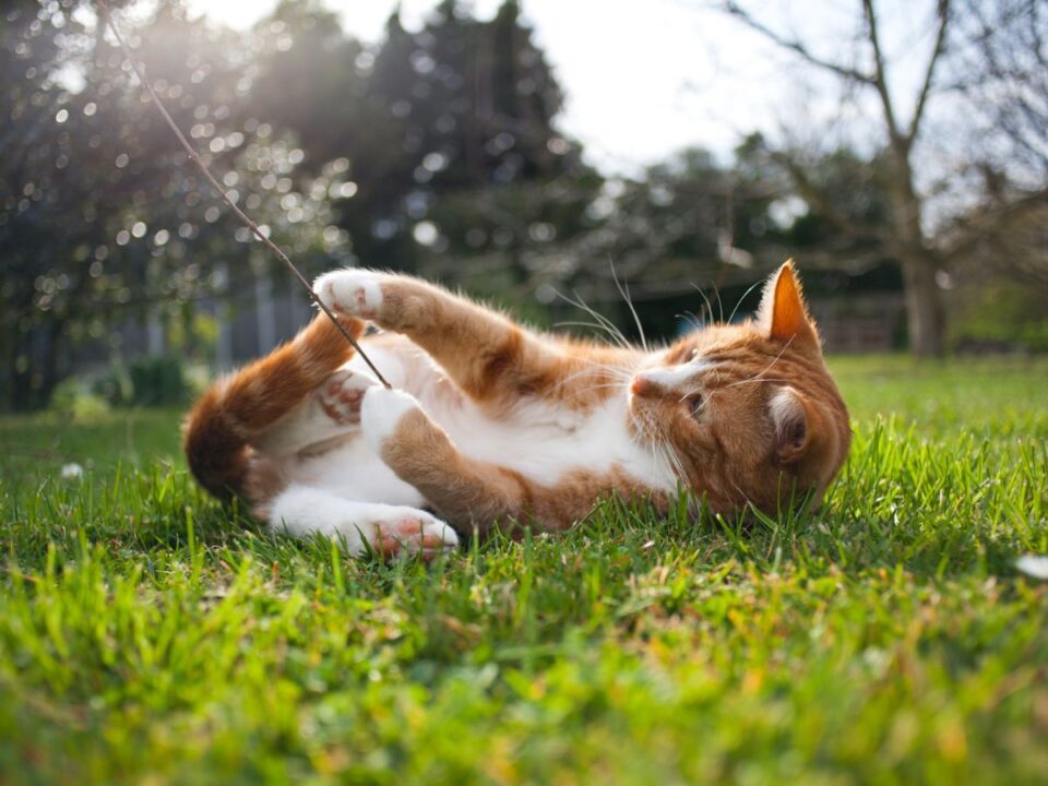 macska-ellettartam-kijaras - Nők Lapja vörös macska a fűben