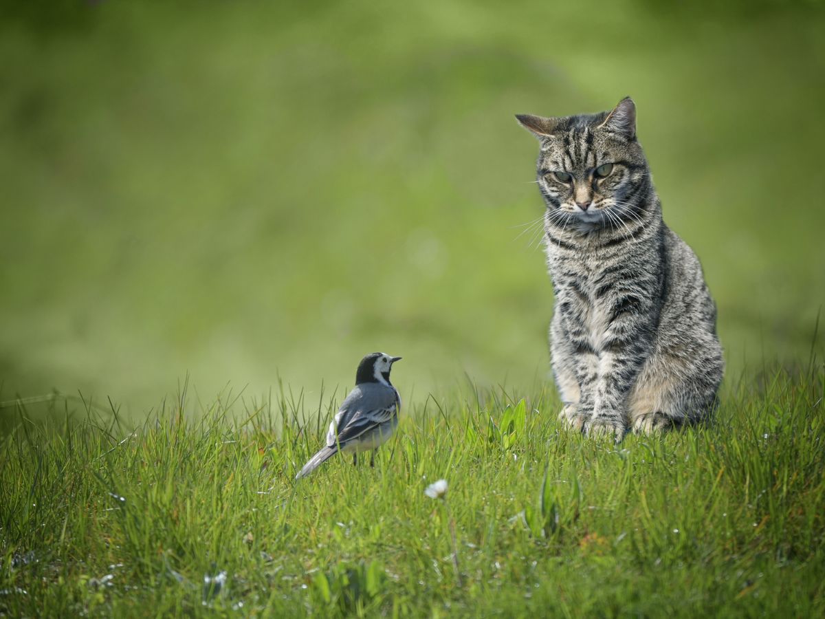 macska és madár a kertben