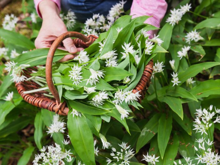 medvehagyma begyűjtése