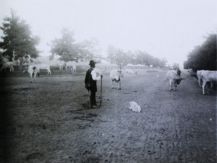 pásztor, Fortepan / Bejczy Sándor