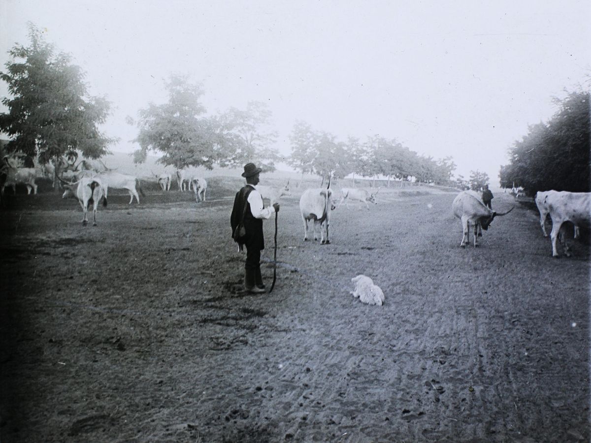 pásztor, Fortepan / Bejczy Sándor