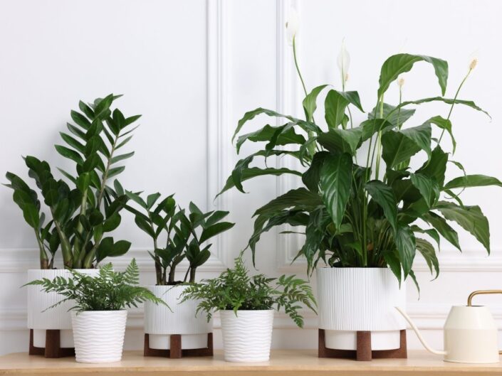 növények cserépben egymás mellett