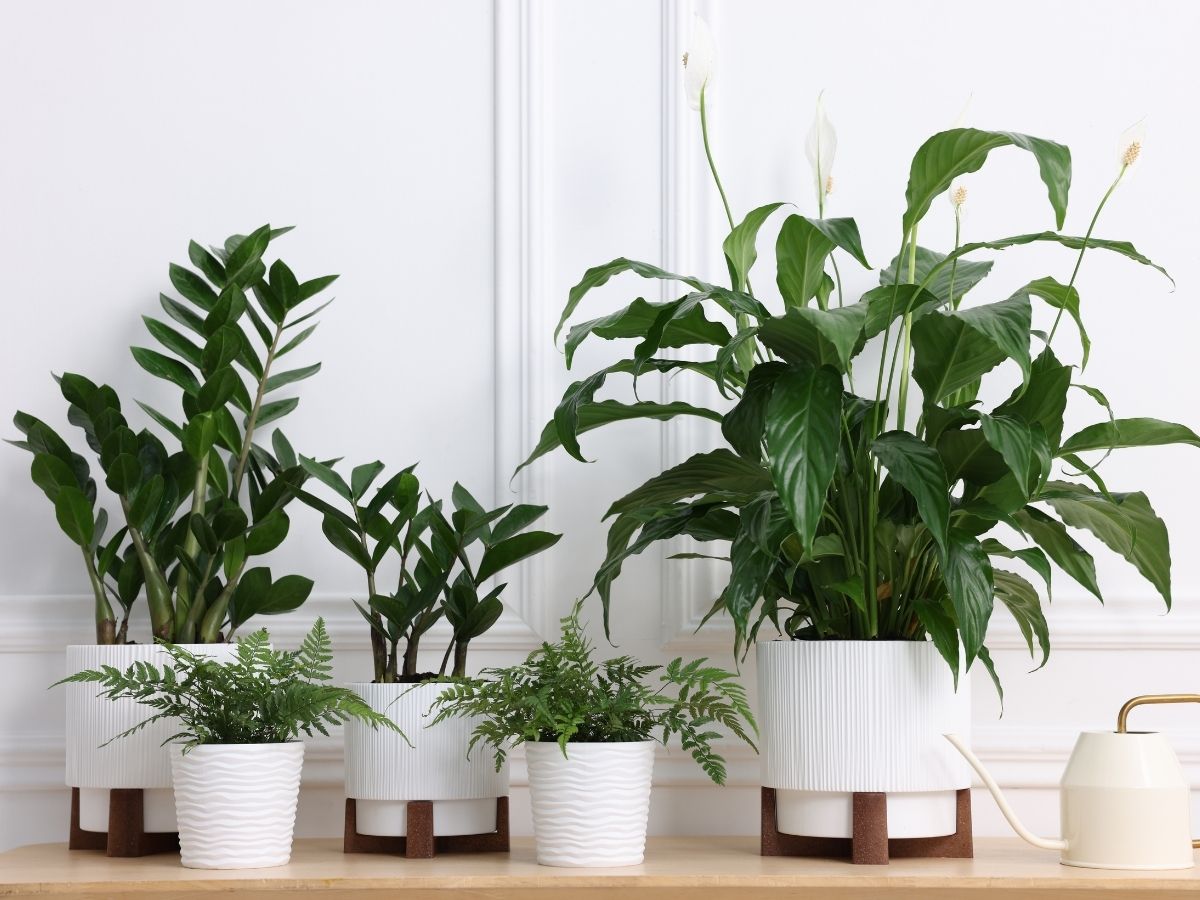 növények cserépben egymás mellett