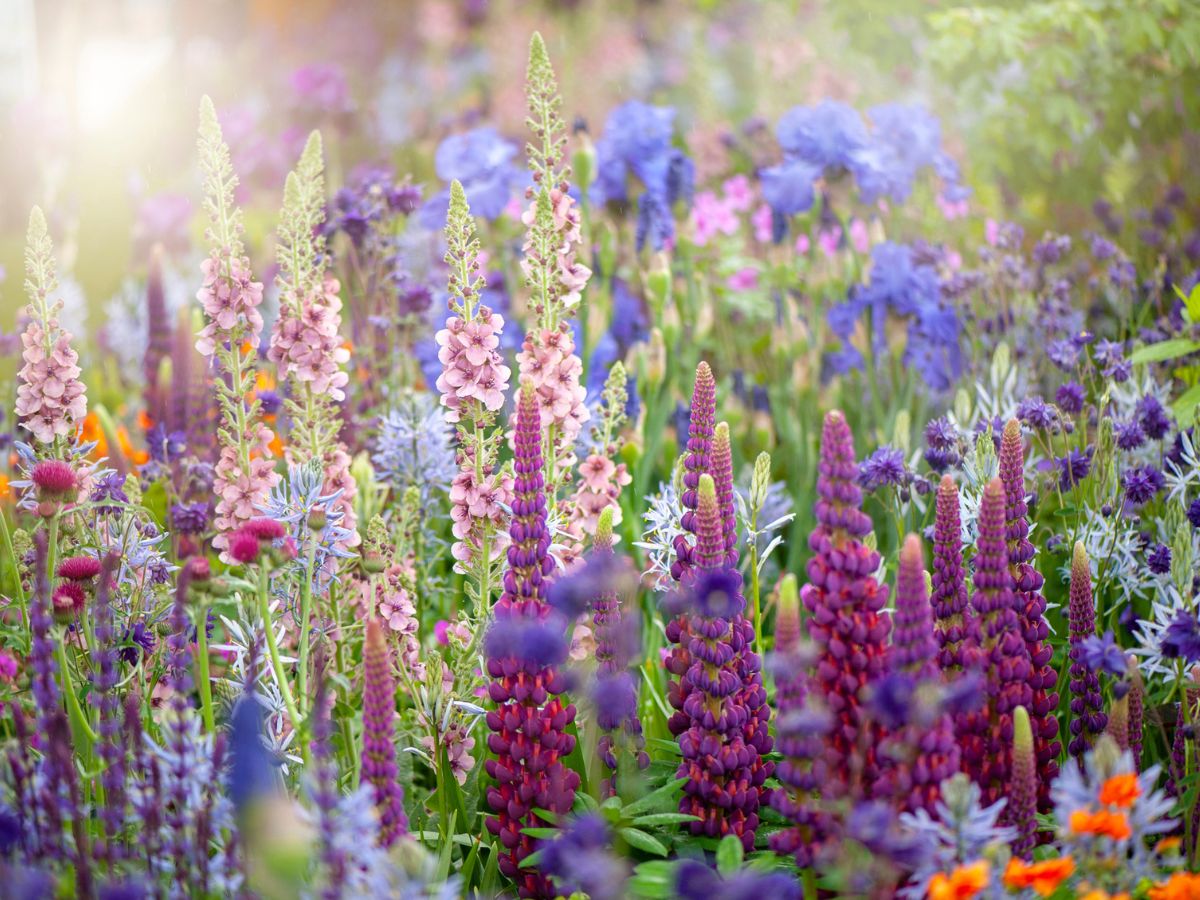 színpompás tavaszi kert, ökörfarkkóró