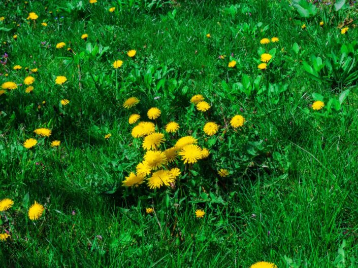 Zöld gyepen sűrűn elszórtan növő sárga pitypangok, amelyek foltokban megtörik az egyenletes pázsit látványát.