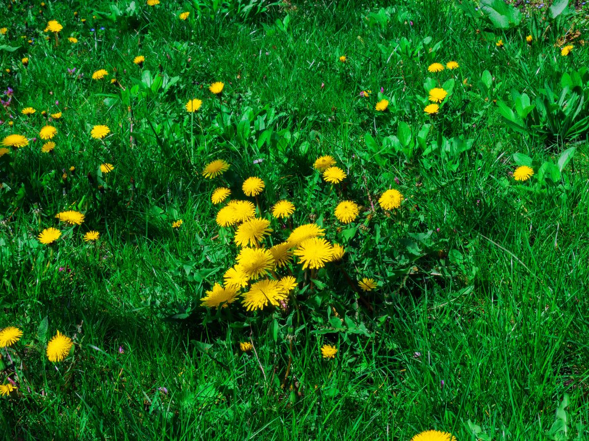 Zöld gyepen sűrűn elszórtan növő sárga pitypangok, amelyek foltokban megtörik az egyenletes pázsit látványát.