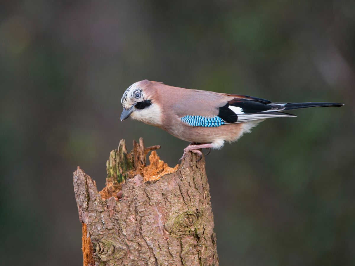 Szajkó vagy mátyásmadár fatörzsön ül