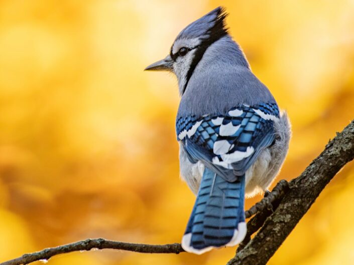 Szajkó vagy mátyásmadár faágon, sárga háttér