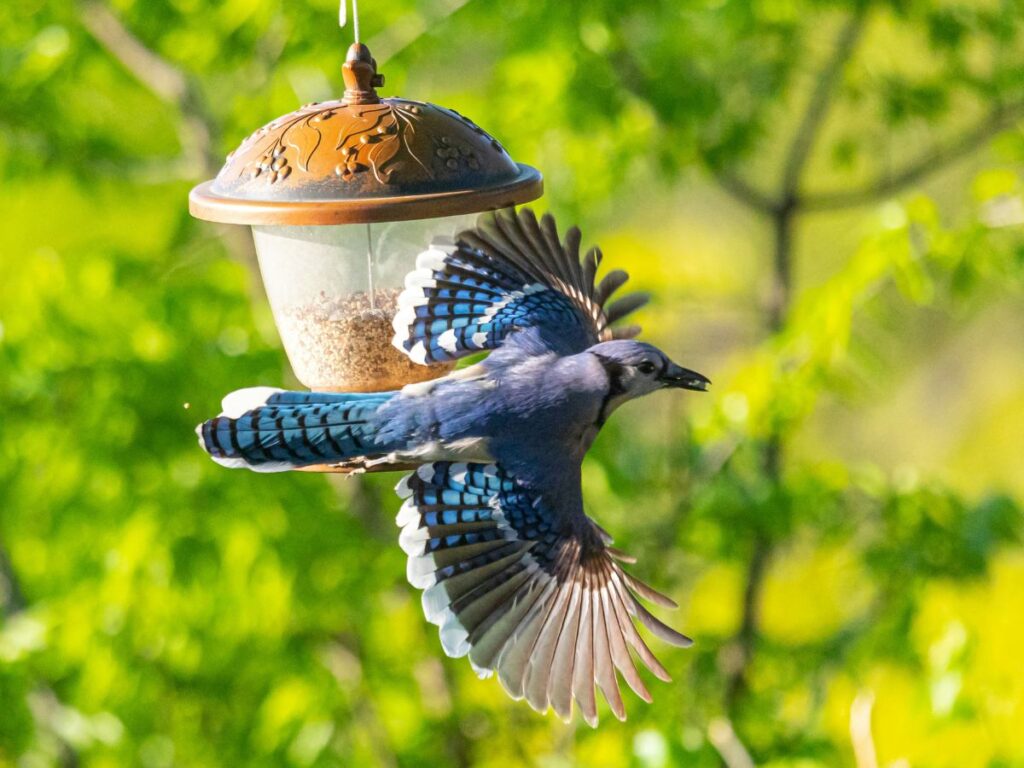 Szajkó repül el madáretető mellett