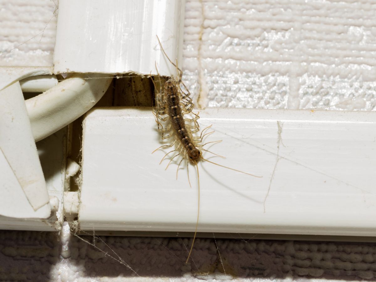 százlábú mászik elő búvóhelyéről