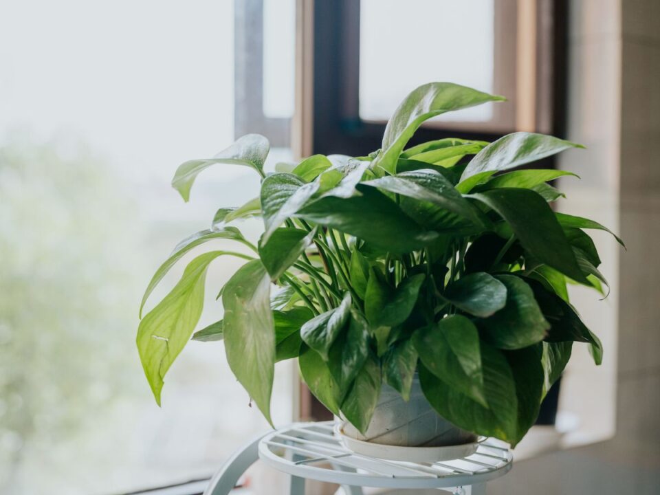 hegyescsúcsú futóka 