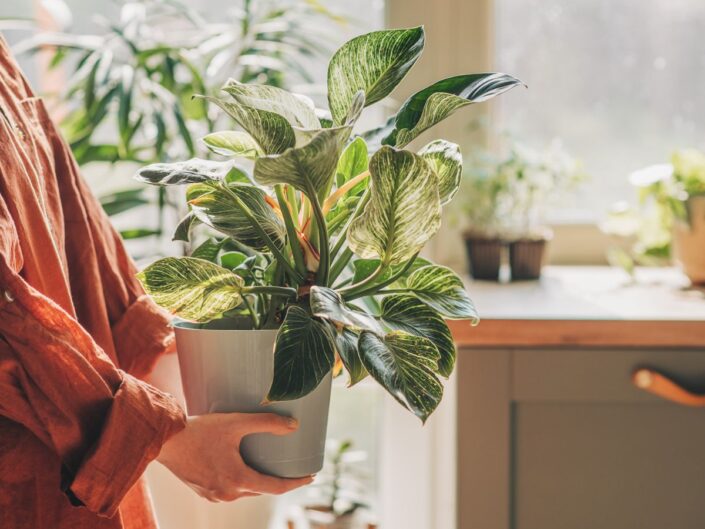 egy nő szobanövényt tart a kezében