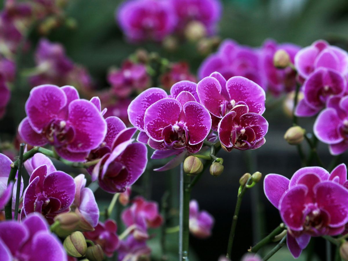 Orchidea - Nők Lapja Lila orchidea