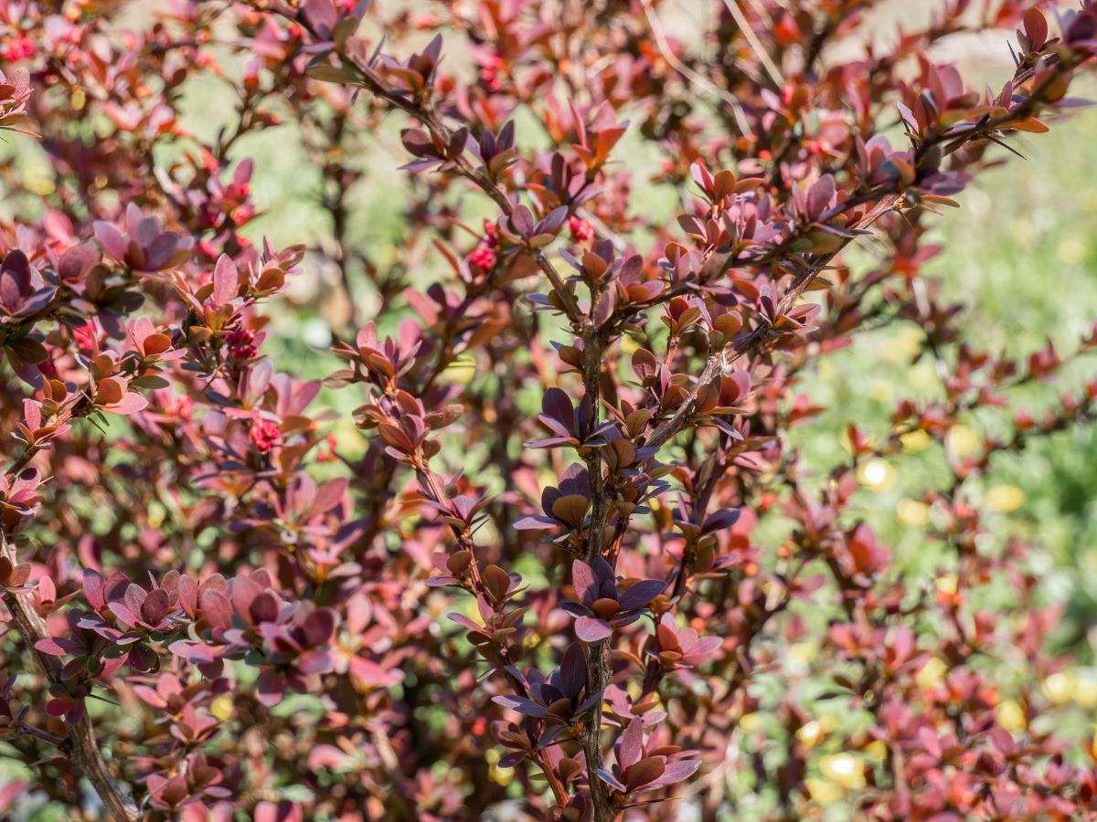 Japán borbolya - Nők Lapja Japán borbolya pirosas levelei