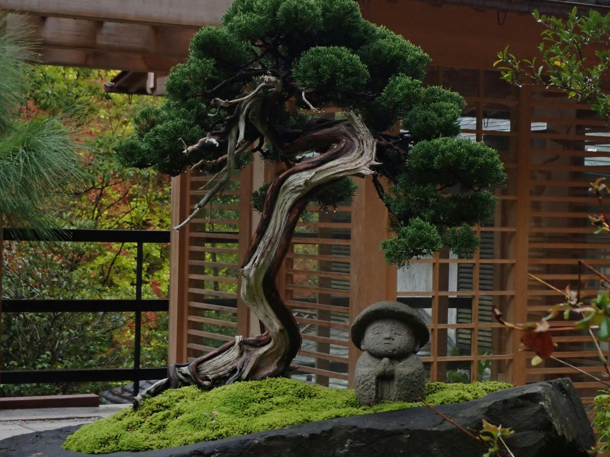 Bonsai - Nők Lapja Bonsai a mohaszőnyegen apró japán alak szobrával