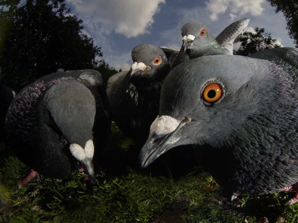 Pigeons Columba Livis in St James Park - Nők Lapja vad-london-premier-attenborough
