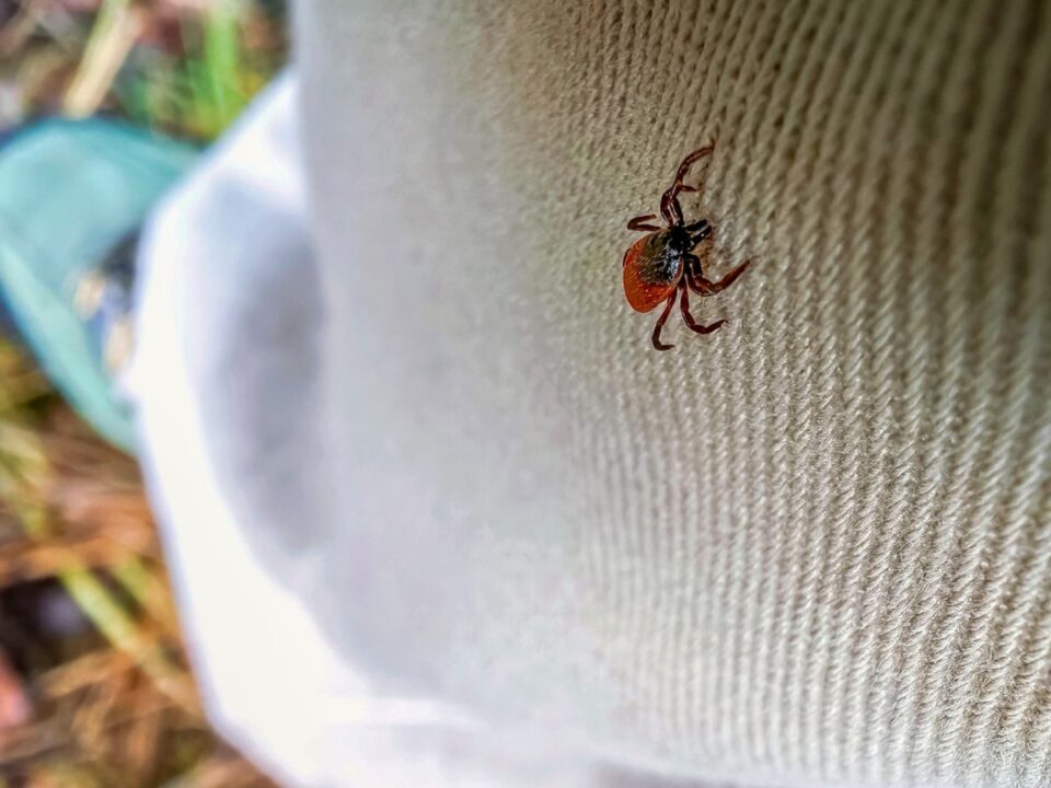 kullancs-megelozes-ruhazat - Nők Lapja Nő világosszürke nadrágján kullancs mászik fel kiránduláson