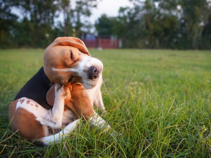 Bolhák miatt fűben vakaródzó beagle kutya